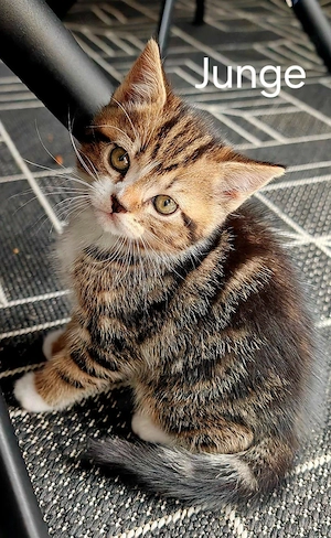  Kitten.     
