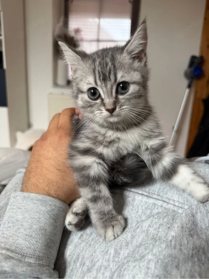 BKH kitten 