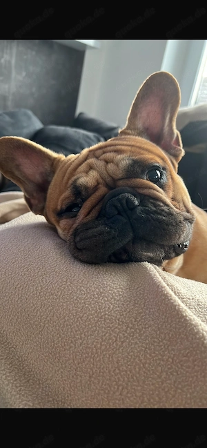 Französische Bulldogge Red Fawn 