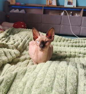 Sphynx Katzen suchen ein gutes zuhause 