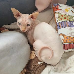 Katzen suchen gutes zuhause 
