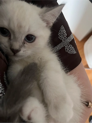 BKH kater  Bild 2