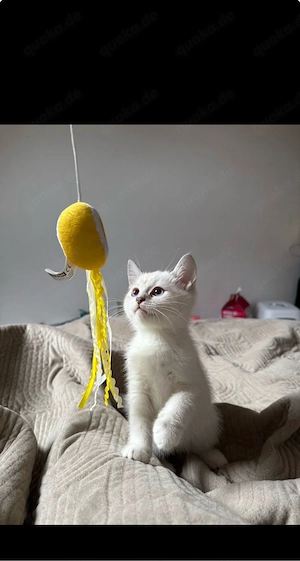 BKH kater 