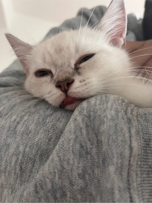 BKH kater  Bild 3