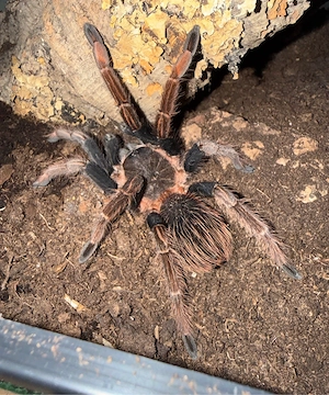 Vogelspinne Sericopelma sp. Santa Catalina 0.1