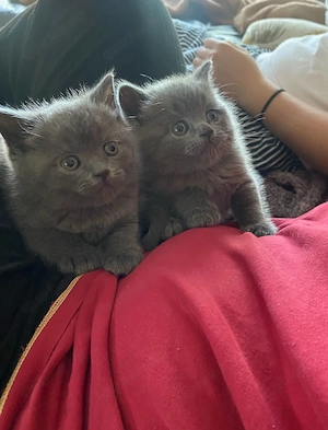 Katzenbabys BKH reinrassig sofort abzugeben Kitten  Bild 5