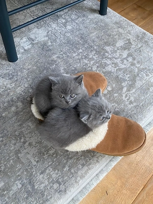 Katzenbabys BKH reinrassig sofort abzugeben Kitten  Bild 4