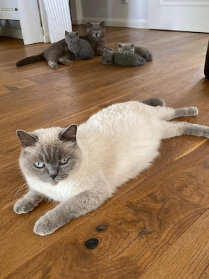 Katzenbabys BKH reinrassig sofort abzugeben Kitten  Bild 3