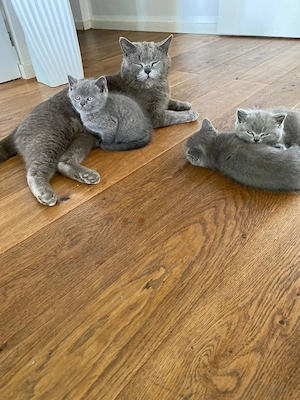 Katzenbabys BKH reinrassig sofort abzugeben Kitten  Bild 2