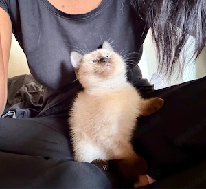 Wunderschönes Siam Mix Kitten sucht neues Zuhause
