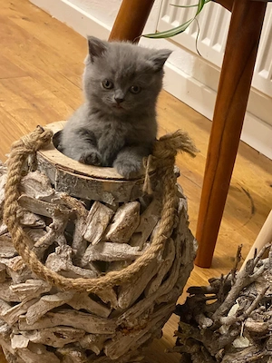Katzenbabys BKH reinrassig sofort abzugeben Kitten 
