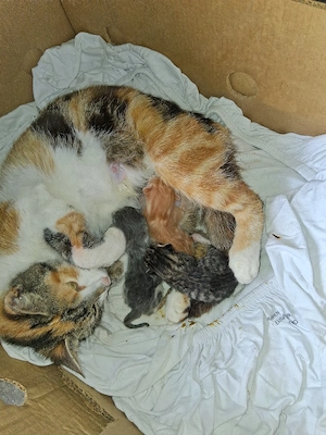 baby katzen