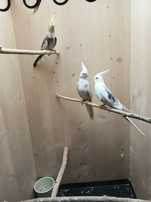 Schöne Vögel 