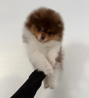Pomeranian-Welpen verfügbar