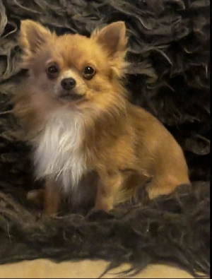 Winzige, langhaarige Chihuahua-Welpen suchen ein liebevolles Zuhause   