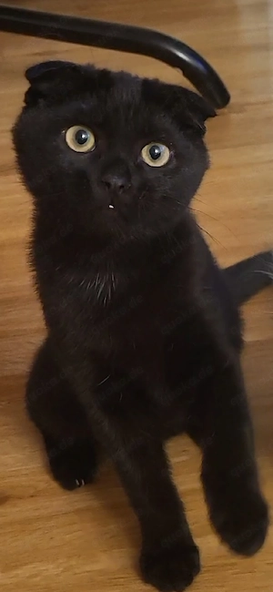 Britisch kurzharre baby katze