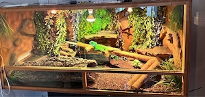 Asiatische Wasseragame Physignathus cocincinus Bild 2