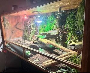 Asiatische Wasseragame Physignathus cocincinus Bild 3