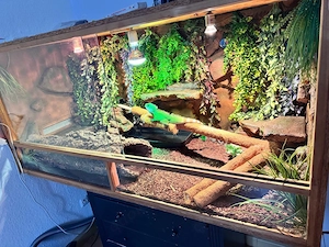Asiatische Wasseragame Physignathus cocincinus Bild 4