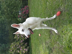 Schäferhund sucht neues Zuhause