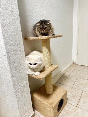 bkh katze 