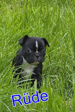 Französische Bulldoggen Welpen 