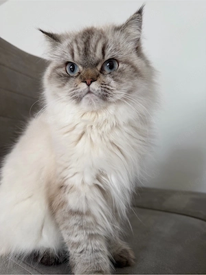 Wunderschöne Himalaya Katze mit blauen Augen