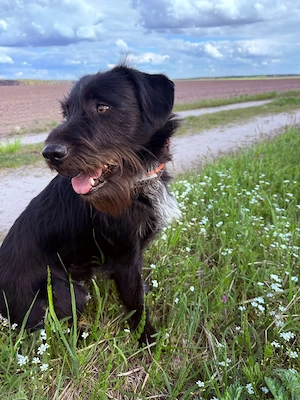 Suche dringend ein neues zuhause