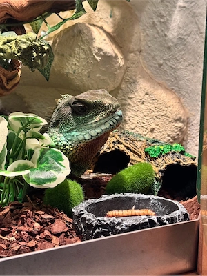 Asiatische Wasseragame Physignathus cocincinus Bild 5