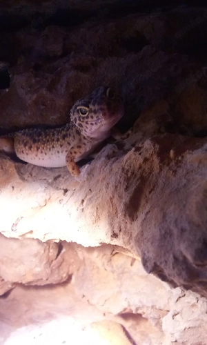 leopardgecko wildtyp Mädchen 