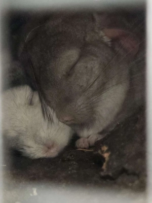 Chinchillas suchen ein neues Zuhause