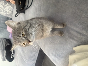 Kater geboren 2024 