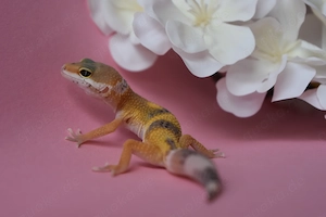 Leopardgecko  baby