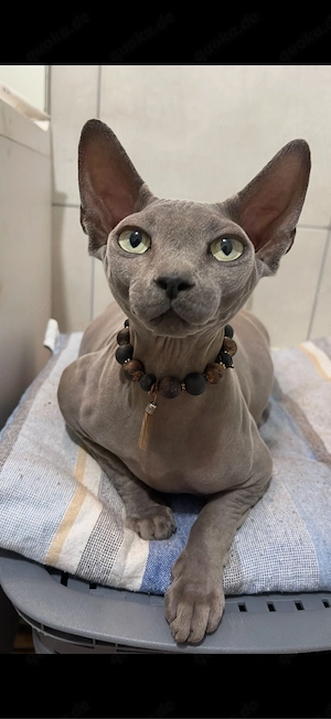 sphynx kitten, ein mädchen frei.  Bild 8