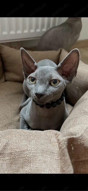 sphynx kitten, ein mädchen frei.  Bild 9