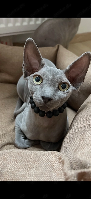 sphynx kitten noch zwei mädchen frei