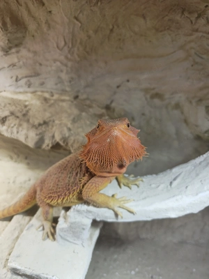 Bartagame 0.1 
