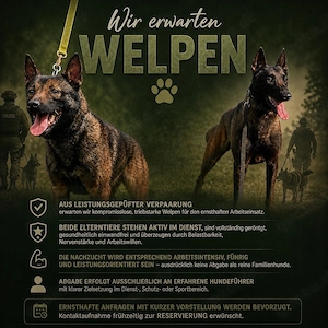 X-Mechelaar   X-Herder Welpen 