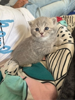 bkh kitten 