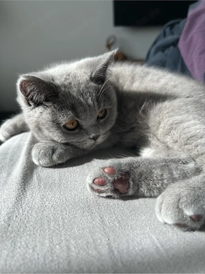 britisch kurzhaar kitten