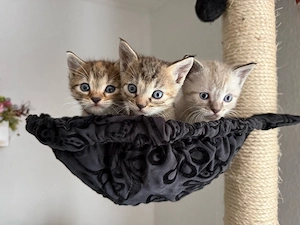 BKH Kitten Baby Katze