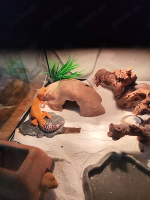Leopardgecko Weibchen  Hypo Tangerine 