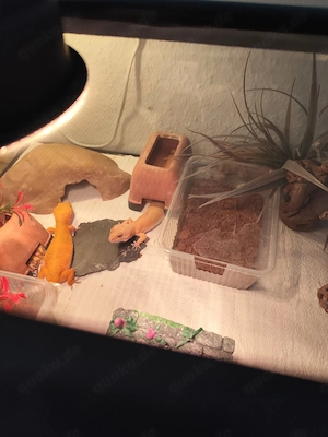 Leopardgecko Weibchen  Bild 4