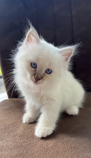 Heilige Birma Kitten