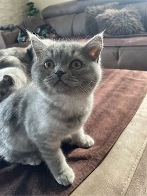 Britisch KH katzenbabbys 