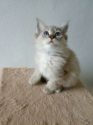 Noch 1 Ragdoll-Kater in mink bereit zur Abgabe