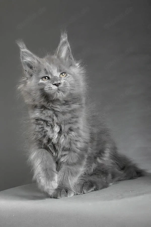 Maine Coon Kater abzugeben  13 Wochen