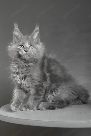 Maine Coon Kater abzugeben  13 Wochen