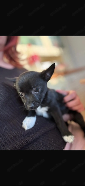 Chihuauhua  Pommeranien Spitz Welpen