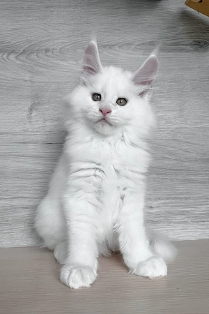 Maine Coon Katerchen  13 Wochen alt, geimpft & entwurmt